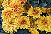 CHRYSANTHEMUM PENINE BULLION