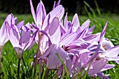 COLCHICUM THE GIANT