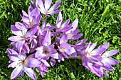 COLCHICUM THE GIANT