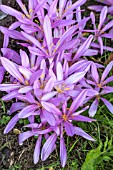 COLCHICUM CILICICUM