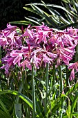 CRINUM X POWELLII