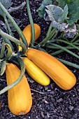 CUCUMIS PEPO ATENA POLKA F1