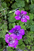 GERANIUM PENNYS PINK