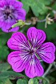 GERANIUM PENNYS PINK