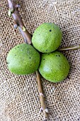 JUGLANS REGIA