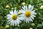 LEUCANTHEMELLA SEROTINA