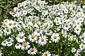 LEUCANTHEMELLA SEROTINA