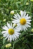 LEUCANTHEMELLA SEROTINA