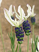 LAVANDULA BALLERINA