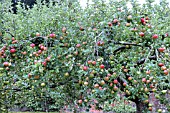 MALUS COMMUNIS JUPITER