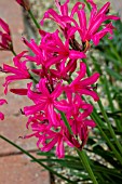 NERINE SARNIENSIS