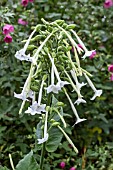 NICOTIANA SYLVESTRIS