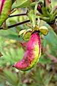 PAEONIA LUITEA