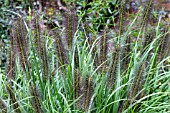 PENNISETUM ALOPECUROIDES CASSIANS CHOICE