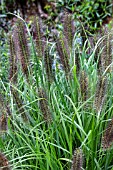 PENNISETUM ALOPECUROIDES CASSIANS CHOICE