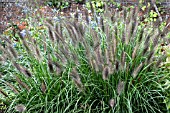 PENNISETUM ALOPECUROIDES CASSIANS CHOICE