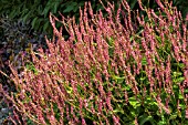 PERSICARIA  AMPLEXICAULIS ORANGE FIELD