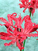 NERINE SARNIENSIS BAGHDAD(GUERNSEY LILY)