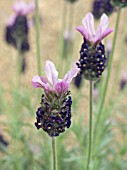 LAVANDULA FATHEAD