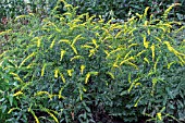 SOLIDAGO FIREWORKS