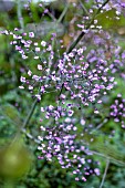 THALICTRUM DELAVAYI HEWITTS DOUBLE