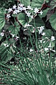 TULBAGHIA FAIRY STAR