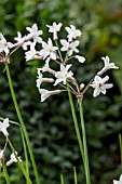 TULBAGHIA FAIRY STAR