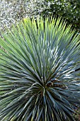 YUCCA ROSTRATA