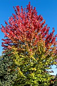 ACER RUBRUM OCTOBER GLORY