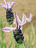 LAVANDULA MARSHWOOD