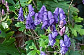 ACONITUM AUSTROYUNNANENSE