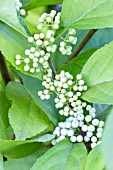 CALLICARPA BODINIERI SNOWQUEEN (KOLSQUEEN)