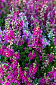 CALLUNA VULGARIS DARK BEAUTY