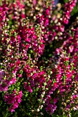 CALLUNA VULGARIS DARK BEAUTY