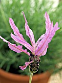 LAVANDULA STOECHAS PEDUNCULATA (FRENCH LAVENDER)