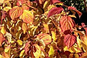 CORNUS SANGUINEA MAGIC FLAME