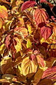 CORNUS SANGUINEA MAGIC FLAME