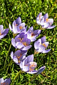 CROCUS KOTSCHYANUS