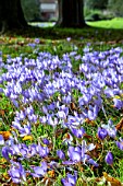 CROCUS KOTSCHYANUS