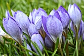 CROCUS SPECIOSUS ARTABIR