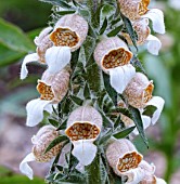 DIGITALIS TROJANA