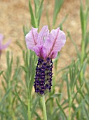 LAVANDULA WILLOW VALE