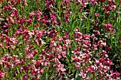 ERYSIUM CEIRI RUBY GEM