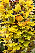 FAGUS SYLVATICA DAWYCK GOLD