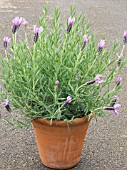 LAVANDULA WILLOW VALE IN POT