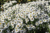 LEUCANTHEMELLA SEROTINA