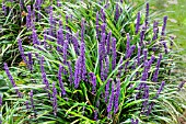 LIRIOPE MUSCARI