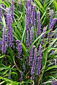 LIRIOPE MUSCARI