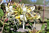 LONICERA PERYCLYNUM GRAHAM THOMAS