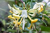 LONICERA PERYCLYNUM GRAHAM THOMAS